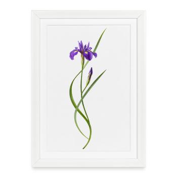 Iris in Japanese Zen style - Framed poster (27 × 37 cm) - white - Front
