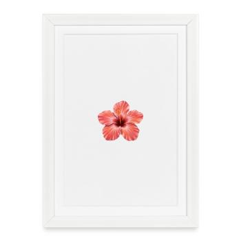 Éclaboussure de floraison d’hibiscus rose - Affiche encadrée (27 × 37 cm) - blanc - Devant