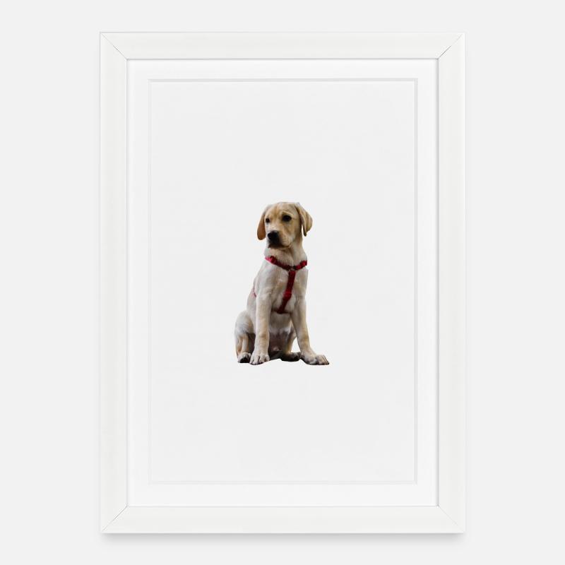 Labrador Welpe im roten Geschirr - Gerahmtes Poster (27 × 37 cm) - Weiß