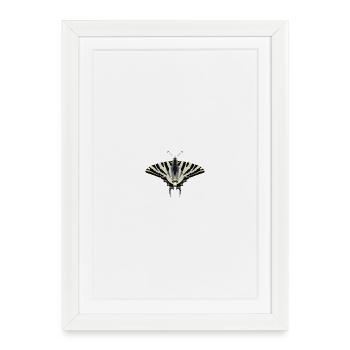 Papillons : Le Papillon Voile - Affiche encadrée (27 × 37 cm) - blanc - Devant
