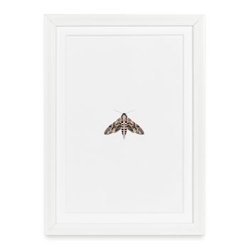 Butterflies: The morning glory hawkmoth - Framed poster (27 × 37 cm) - white - Front