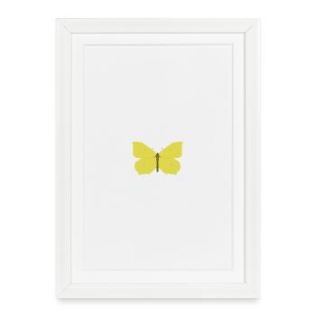 Papillons : Le papillon citron - Affiche encadrée (27 × 37 cm) - blanc - Devant