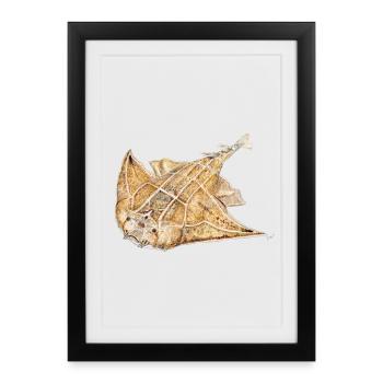 Angelote - requin ange - ange Réquin - Affiche encadrée (27 × 37 cm) - noir - Devant