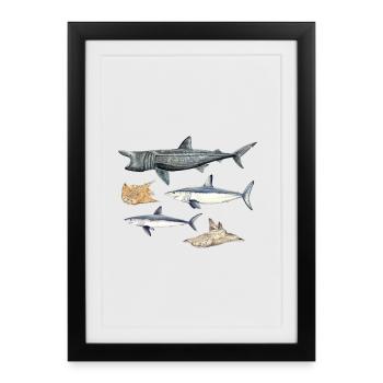 Requins - Requins - Requins - Affiche encadrée (27 × 37 cm) - noir - Devant