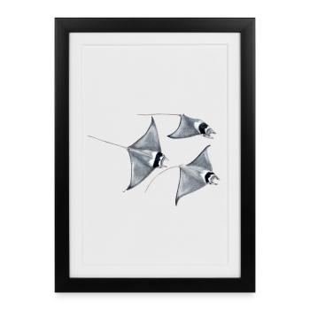 Manta ray - Raie blanket - rays devil fish blanket - Framed poster (27 × 37 cm) - black - Front