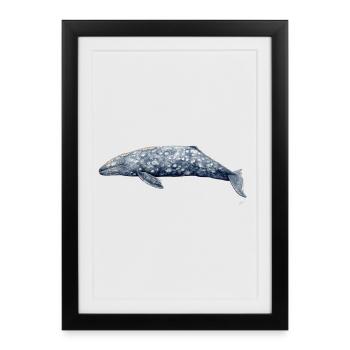 Gray whale - Baleine grise - Gray whale - Framed poster (27 × 37 cm) - black - Front