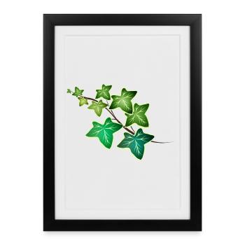 Lierre Ranke avec bord blanc - Lierre blanc vert - Affiche encadrée (27 × 37 cm) - noir - Devant