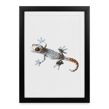 Tokay Geckos Tokay Gecko - Framed poster (27 × 37 cm) - black - Front