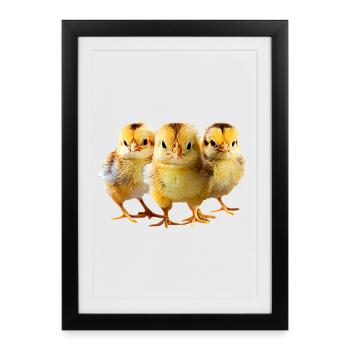 Kueken - Framed poster (27 × 37 cm) - black - Front