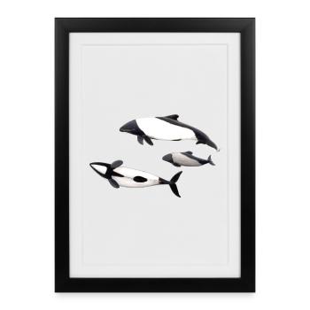 Commerson Delfin - dauphin de Commerson - Tonina - Affiche encadrée (27 × 37 cm) - noir - Devant