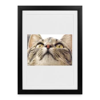 Minka cat face - Framed poster (27 × 37 cm) - black - Front