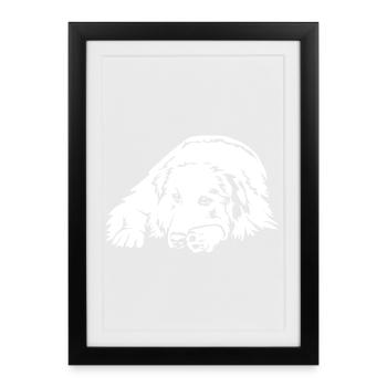 Pyrenees mountain dog "Black Edition" - Framed poster (27 × 37 cm) - black - Front
