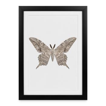 Papillon sorcier blanc Thysania agrippina - Affiche encadrée (27 × 37 cm) - noir - Devant