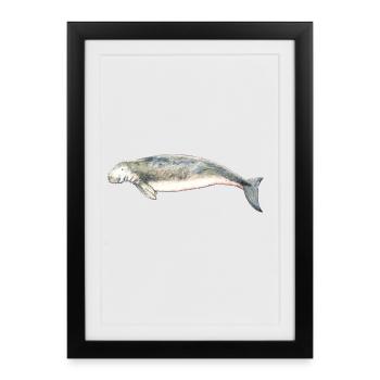 vache marine - - dugongs vache marine. marine vache - Affiche encadrée (27 × 37 cm) - noir - Devant