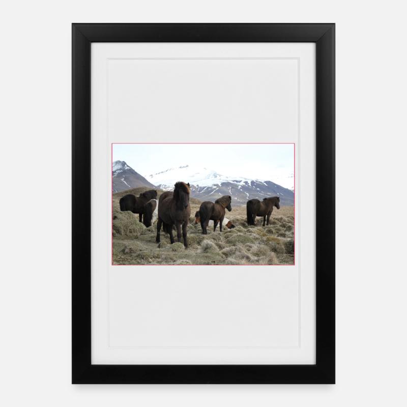 Cheval islandais - Affiche encadrée (27 × 37 cm) - noir