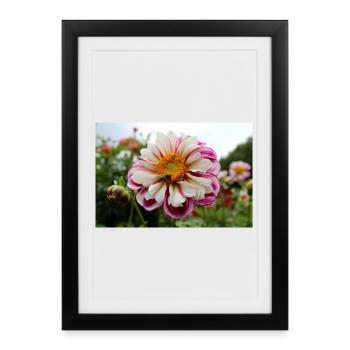 Bee, honey bee on colorful flower, dahlia - Framed poster (27 × 37 cm) - black - Front