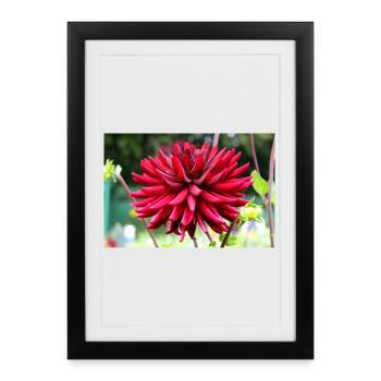 Dahlia Fleur Rouge, Fleur - Affiche encadrée (27 × 37 cm) - noir - Devant