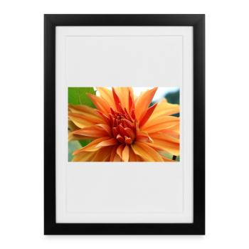 Dahlia Orange Fleur de Saumon, Fleur - Affiche encadrée (27 × 37 cm) - noir - Devant