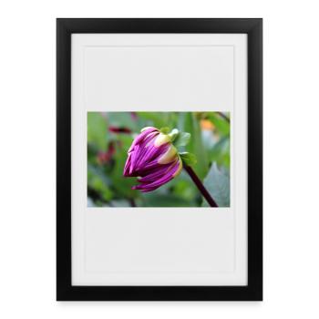 Dahlia Red Violet Blossom ,Flower - Framed poster (27 × 37 cm) - black - Front