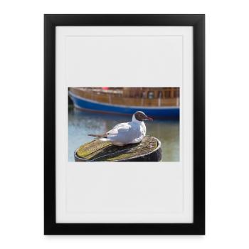 Seagull in Büsum Harbor Germany Poster - Framed poster (27 × 37 cm) - black - Front