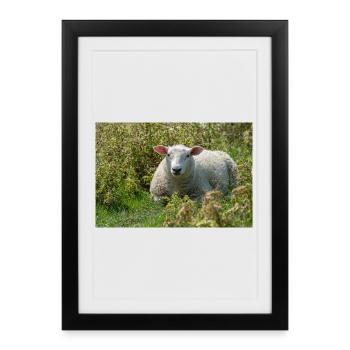Moutons allongés dans l’herbe - Affiche - Affiche encadrée (27 × 37 cm) - noir - Devant