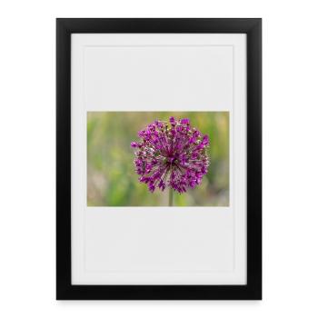 Fleurs d’ail ornementales - gros plan - Affiche encadrée (27 × 37 cm) - noir - Devant