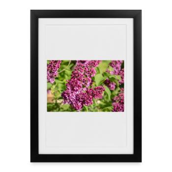 Fleurs de lilas : Délicates annonceurs du printemps - Affiche encadrée (27 × 37 cm) - noir - Devant