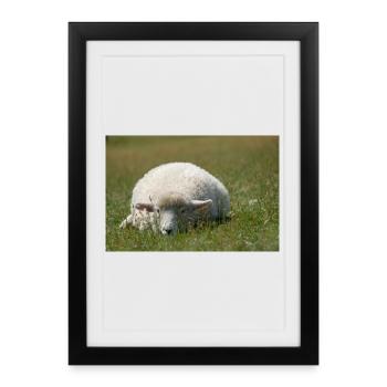 Moutons reposant dans l’herbe - Affiche encadrée (27 × 37 cm) - noir - Devant