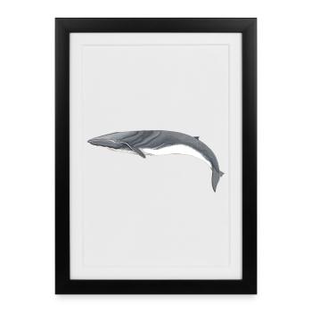 Fin Whale - Fin whale - Rorqual commun - Framed poster (27 × 37 cm) - black - Front