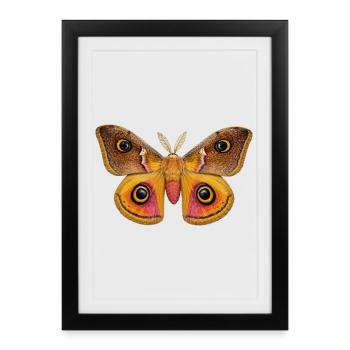 Empereur Papillon Saturnia pavonia - Affiche encadrée (27 × 37 cm) - noir - Devant