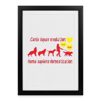 Canis lupus evolution Homo sapiens domestication - Framed poster (27 × 37 cm) - black - Front