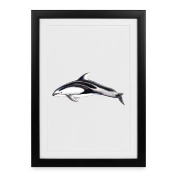 White flank dolphin - Lagénorhynque - Lag - Framed poster (27 × 37 cm) - black - Front