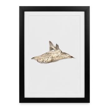 Angelote - Angel shark - Shark - Requin ange - Framed poster (27 × 37 cm) - black - Front