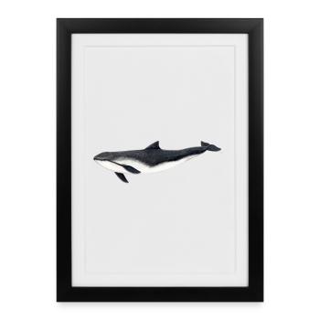 Common porpoise - harbor porpoise - marsouin - Framed poster (27 × 37 cm) - black - Front
