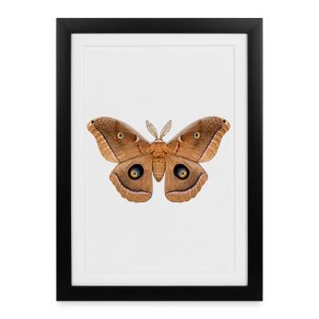 Polyphème Antheraea polyphemus - Affiche encadrée (27 × 37 cm) - noir - Devant