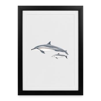 dauphin Spinner - dauphin à long bec - dauphin - Affiche encadrée (27 × 37 cm) - noir - Devant