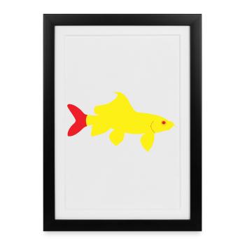 Epalzeorhynchos bicolor rouge et jaune - Affiche encadrée (27 × 37 cm) - noir - Devant