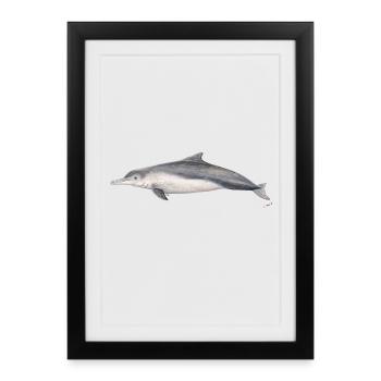 Australian dolphin - Dolphin Sousa sahulensis - Framed poster (27 × 37 cm) - black - Front