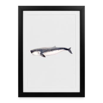 sperme pygmée cachalot pygmée baleine Kogia breviceps - Affiche encadrée (27 × 37 cm) - noir - Devant