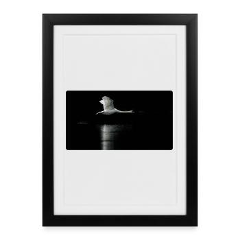 Photo motif swan in flight dark - Framed poster (27 × 37 cm) - black - Front
