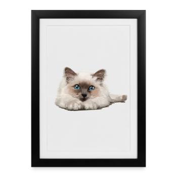 Blue-eyed cat resting - Framed poster (27 × 37 cm) - black - Front