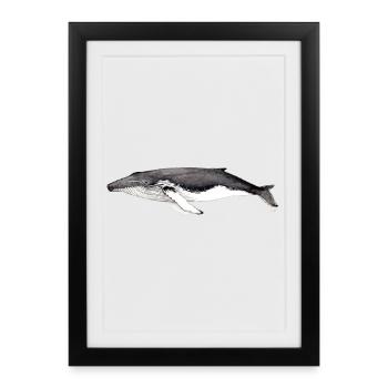 Humpback whale - Humpback whale - Jubarte - Framed poster (27 × 37 cm) - black - Front