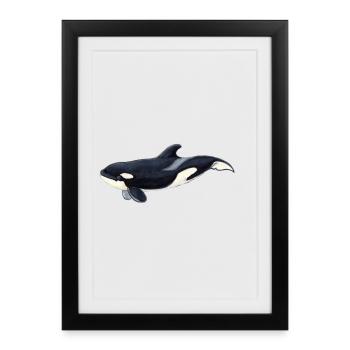 Baby Orca - Baby orca - Baby orca - Framed poster (27 × 37 cm) - black - Front