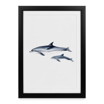 Repéré Dolphin - Dauphin tacheté - Dauphin tacheté - Affiche encadrée (27 × 37 cm) - noir - Devant
