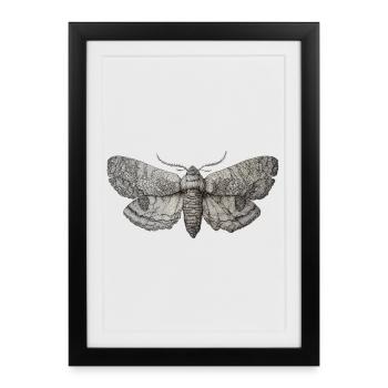 Millésime des papillons de nuit - Affiche encadrée (27 × 37 cm) - noir - Devant