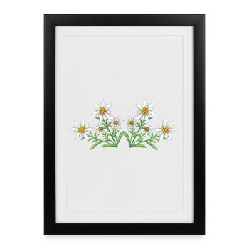 Edelweiss - Affiche encadrée (27 × 37 cm) - noir - Devant