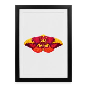 Imperial Moth Eacles imperialis Cartoon Style - Affiche encadrée (27 × 37 cm) - noir - Devant
