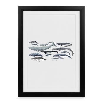 diversité baleines fond transparent - Affiche encadrée (27 × 37 cm) - noir - Devant
