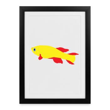 Killifish Rouge et Jaune - Affiche encadrée (27 × 37 cm) - noir - Devant