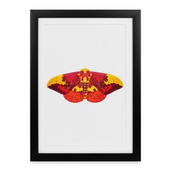 Imperial Moth Eacles imperialis - Framed poster (27 × 37 cm) - black - Front